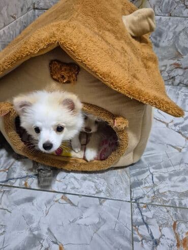 купить хаски щенка: Шпиц, 2 месяца, Самка, Самовывоз — 3
