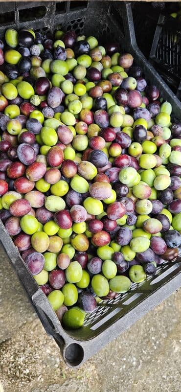 meyve tərəvəz: Məhsul: Təzə yığılmış zeytun Təsvir: Turk zeytunu - Öz bağından — 8