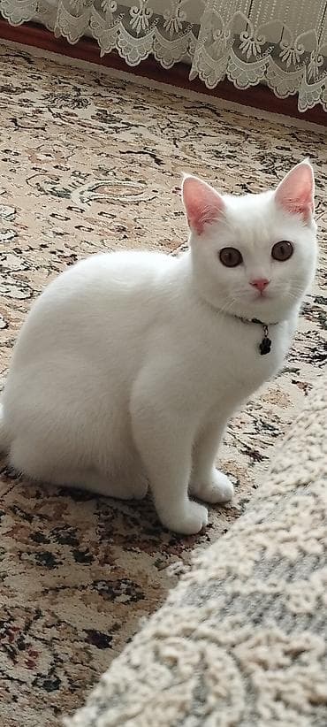 Britan, Erkək, Cütləşmə üçün, Pulsuz çatdırılma lalafo.az -da Britan, Erkək, Cütləşmə üçün, Pulsuz çatdırılma