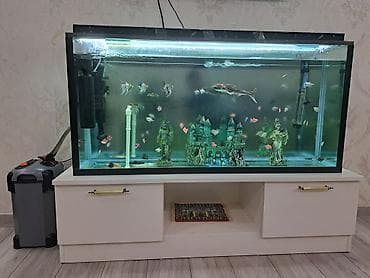 akvariumlar: Dördbucaq akvarium, Balıqlarla birlikdə, 240 l — 1