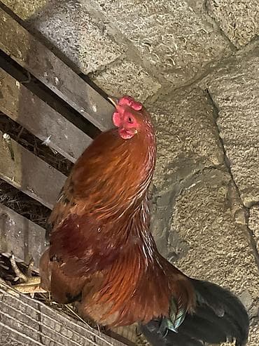 Salam 8 aylıq xoruz satilir vaksini qurd dərmanı hamisi olunub aktiv lalafo.az -da Salam 8 aylıq xoruz satilir vaksini qurd dərmanı hamisi olunub aktiv