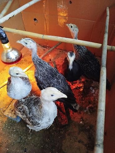 hinduşka satılır: 1ayliq hunduwqa 2si erkey 3diwi — 5