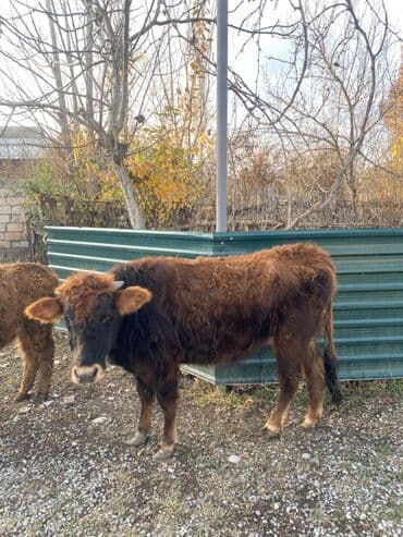 inək şves: Salam, 1ci inək 3cü qarın boğazdır 7 aylığ. İkinci inək, 1ci qarına — 4