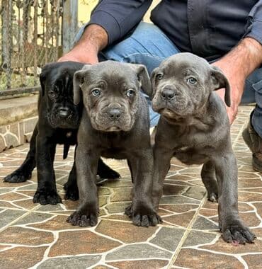 Собаки: Кане-корсо — 16