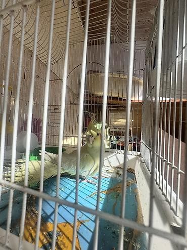 Gəmiricilər: Metall qəfəsdə ev quşları üçün tam dəst Məhsul təsviri: - Avar tipli — 3