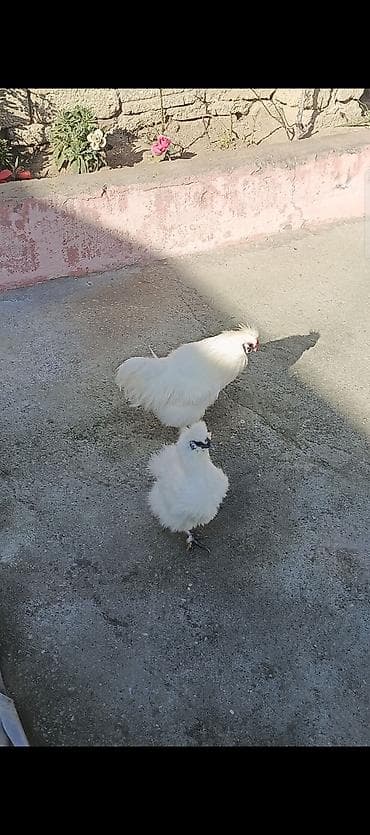 Dovşanlar: Toyuq, Damazlıq — 1