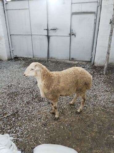 Pişiklər: Təmiz qan tatalı cinsi toxumluq erkək — 3
