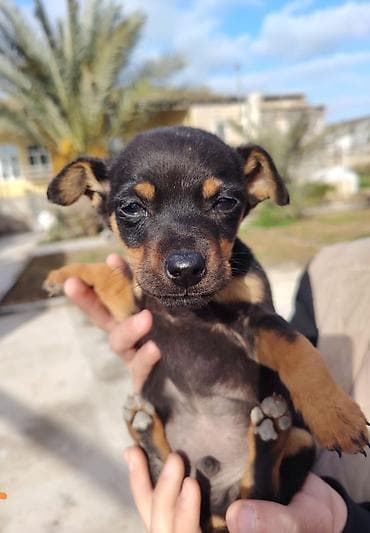 heyvan hekimi: Miniatür pinçer — 4