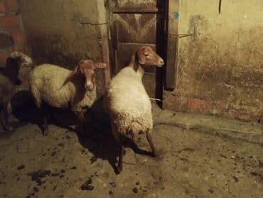 qoyun əti qiyməti: Dişi, il: 3, Damazlıq, Ünvandan götürmə — 7