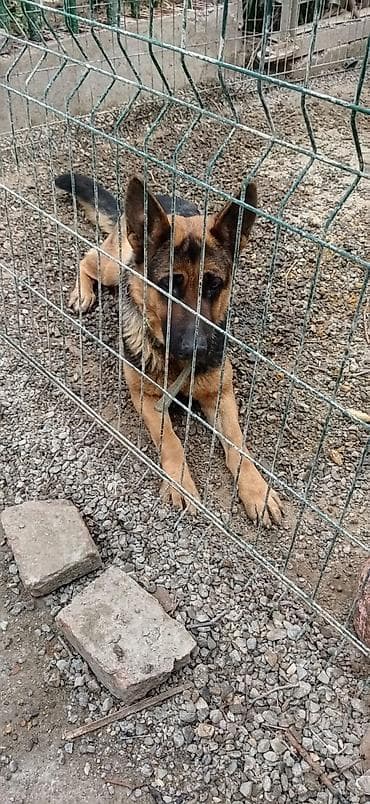 Alman çoban iti, 1 il, Dişi, Peyvəndli, Pulsuz çatdırılma