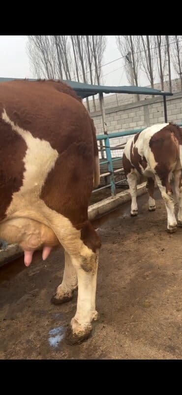 Digər kənd təsərrüfatı heyvanları: Simental cinsi inək - Rəng: qırmızı-ağ ala - Südçülük istiqaməti, iri — 9