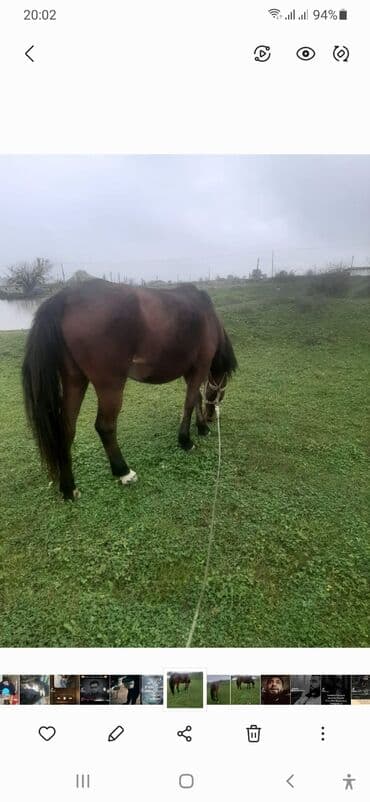 Pişiklər: Dişi, il: 8, Ödənişli çatdırılma — 3