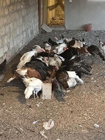 Məhsul: Hinduşkalar 3aylıq (dişi erkək)-15 ədəd:1 ədədi -25 azn