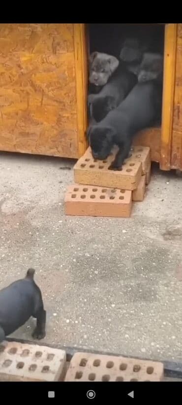 кане корсо цена: Kane-Korso, 1 ay, Sənədli, Ünvandan götürmə, Pulsuz çatdırılma, Ödənişli çatdırılma — 3