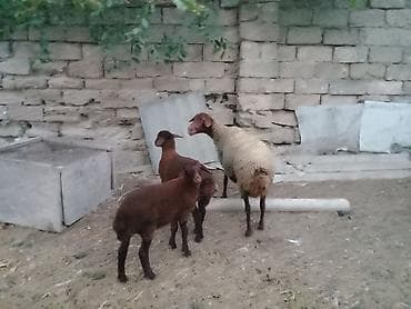 Inəklər, öküzlər: Salam endirim olacaq dişi qoyun iki balasıyla əkiz 1 Erkey 1 dişi — 1