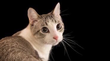 Зоотовары: В добрые руки — 2