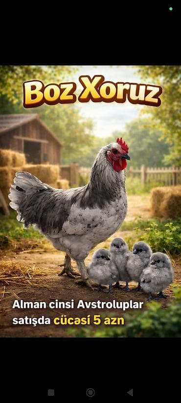 Digər kənd təsərrüfatı heyvanları: Məhsul: Xoruz və cücələr (Alman cinsi Avstroloplar) - Boz Xoruz — 2