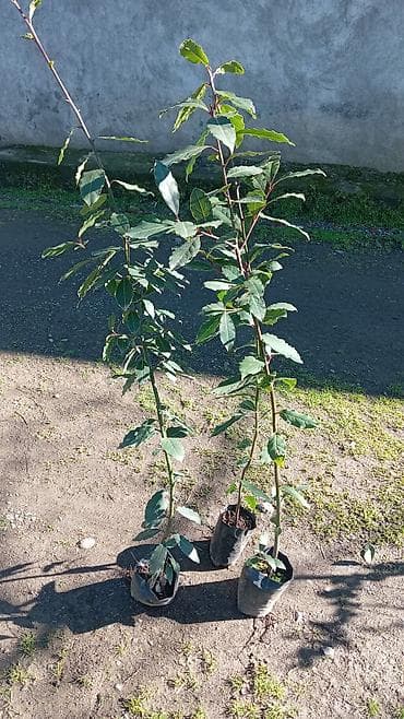 Tinglər: Şərq dəfnəsi (Laurus nobilis) fidanları - Qara polietilen torbalarda — 2