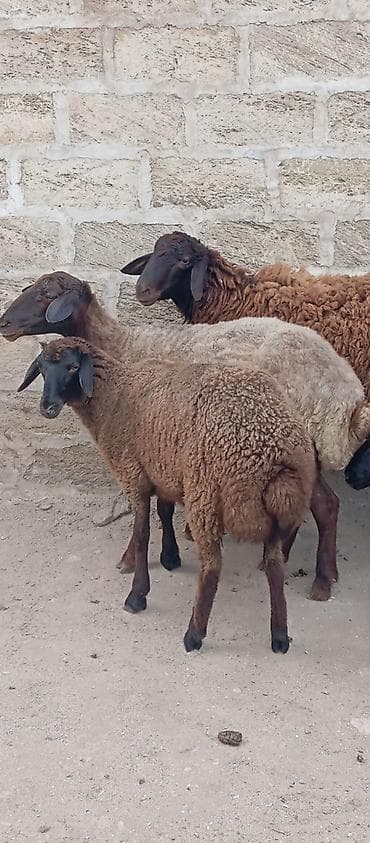 qoyun barter: Salam ünvan Bakıin maştağa kendi obşi 5 baş heyvanlar 1 baş qoç 2 — 4