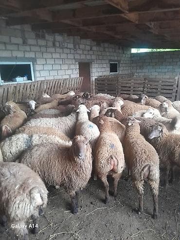 xoruzun ağ əti: Qurbanliq qoyunlar Qiymeti razilasma yolu ile Cekileri 15-25 kq — 2