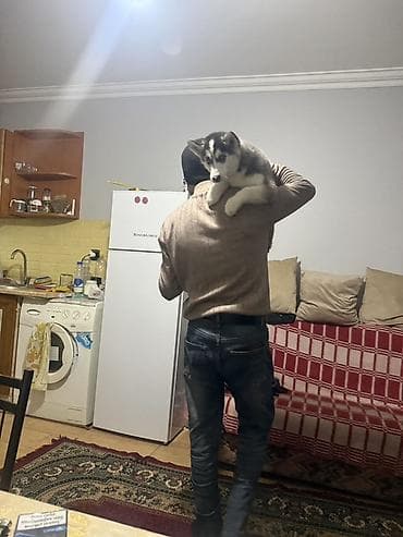 husky satisi: Xaski, 3 ay, Dişi, Peyvəndli, Ödənişli çatdırılma — 3