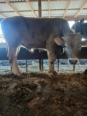 Телята: Super kök erkək danalardı kom satılır real alıcıya endirim oluncaq — 2