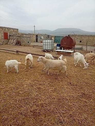 balaca qaz: Təsərrüfatdan müxtəlif yaşda və rəngdə keçilər satılır — 8