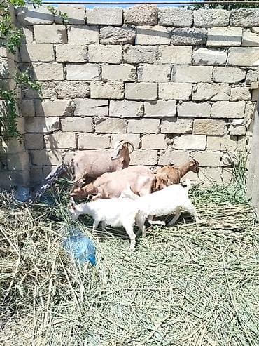 balaca quzu: Əkiz balali sanənlər satilir biri 1 ci qarina doğub əkiz biri 2 ci — 3