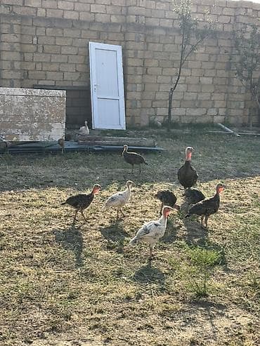 hind qysy: 1ana 18 bala bir yerdə satılır 10 hündüşka balası 8cücə 2 aylıqdırlar — 2