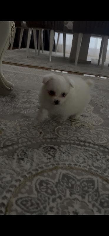 maraqli it adlari: Şpits 2 ayliğ erkek bala peyved olunb qurd dermani verlib. Real — 2