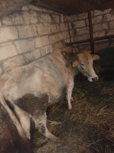 Kənd təsərrüfatı quşları: Dişi, il: 3, Ətlik, Ünvandan götürmə — 9