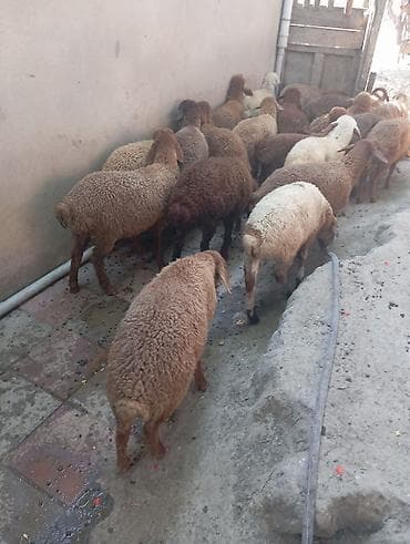 it davasi 2020: Quzular satılır 21,dene qarışıq erkek dişi, qiyməti 215 manat — 5