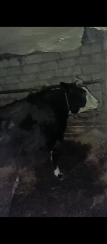 Kənd təsərrüfatı quşları: Dişi, il: 3, Ətlik, Ünvandan götürmə — 3