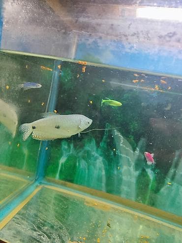 it bazari 2019: Dördbucaq akvarium, Balıqlarla birlikdə, 30 l, Ünvandan götürmə, Pulsuz çatdırılma, Ödənişli çatdırılma — 2