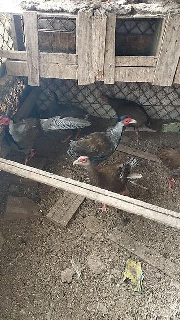 Грызуны: Петух, лет: 1 — 2