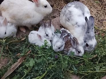 ayam cemani yumurta: Karlıq balaları Ev dovşanı balaları – boz-ağ xallı - Növ: Ev dovşanı — 3