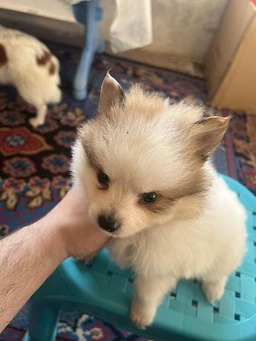 bala pitbul: Şpitz — 5