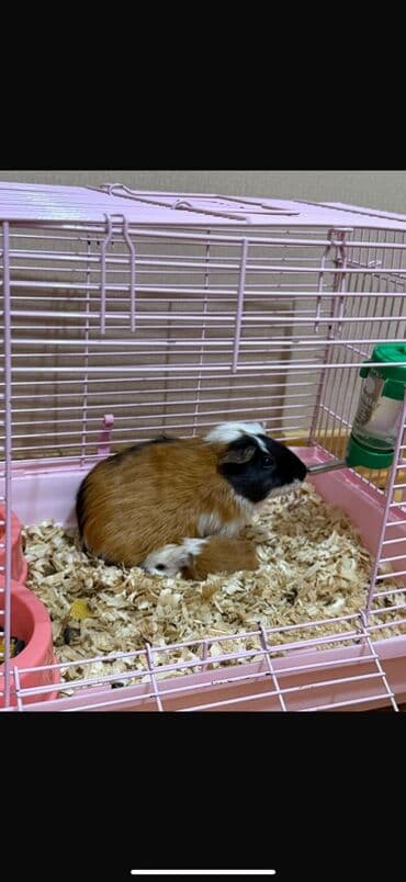 большая клетка для морской свинки: Ev heyvanı – Qvineya donuzu (kavyə) - Növ: Qvineya donuzu, qısa/orta — 2