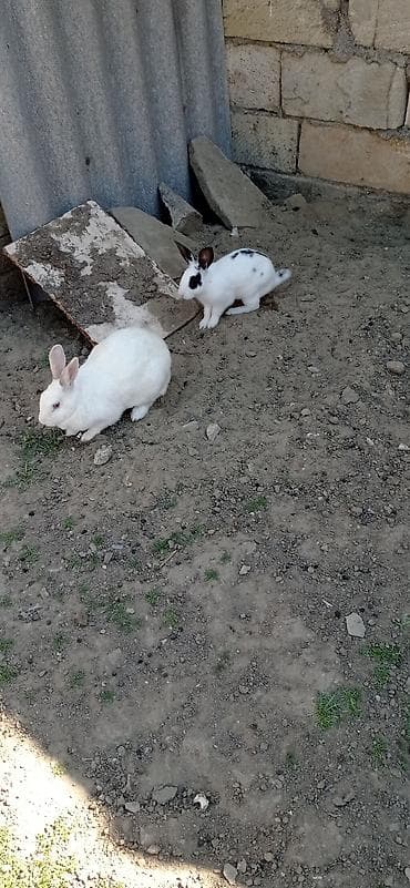bala dana: Məhsul: Ev şəraitində bəslənən dekorativ dovşanlar Təsvir: - Müxtəlif — 3