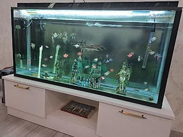 akvariumlar: Dördbucaq akvarium, Balıqlarla birlikdə, 240 l — 2