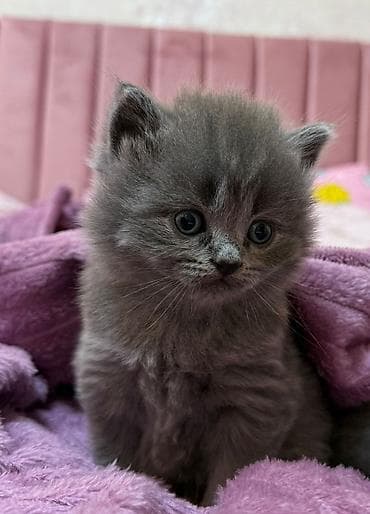 pişim: Britan — 6