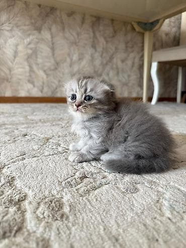 pişik cantası: Şotland yastı qulaq — 1