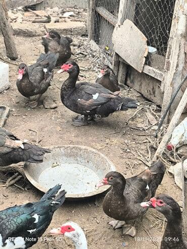 heyratı o şamo: Dişi, | Lal ördək, Ətlik — 4