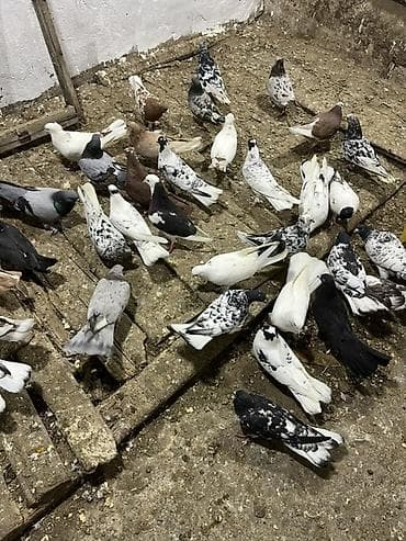 afçarka satışı: Kom ve tektek heyvanların satışı ebreşder var qarabaşdar var — 4