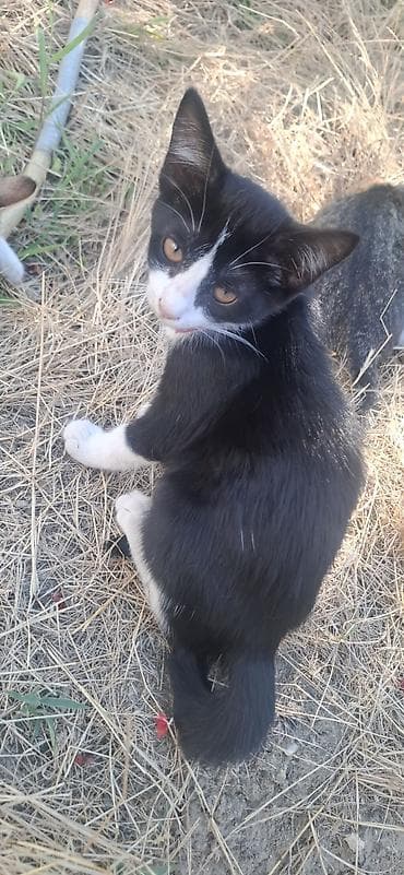 ucuz pisik satisi: Tabbi, Yaxşı əllərə — 2