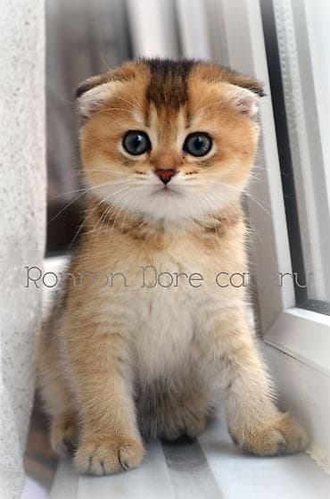 Quşlar: Şotland — 3