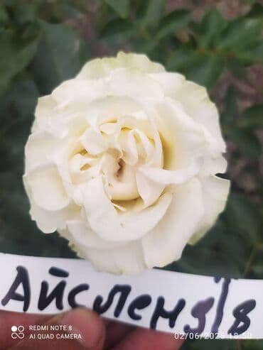 çiyələk şitili: Məhsul: Gül kolları – müxtəlif növ güllər Təsvir: - Seçmə dekorativ — 8