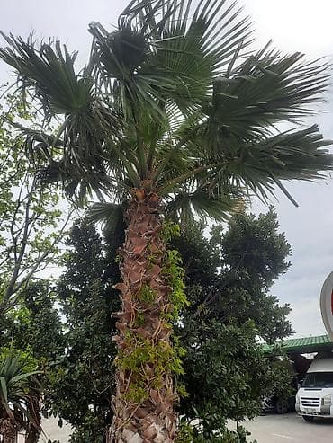 yasemen agaci: Dekorativ palma ağacı – Washingtonia robusta (fan-palma) - Növ — 2