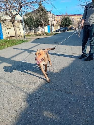 pitbul balasi qiymeti: Pitbul, Peyvəndli — 7