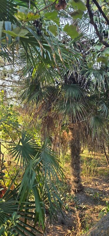 Çöl bitkiləri: Satlıq dekorativ palma ağacı – fan formalı yarpaqları olan — 1